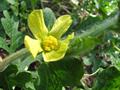 C. vulgaris,  Wild watermelon; tsamma; t'sama (Khoisan); karkoer; bitterwaatlemoen
